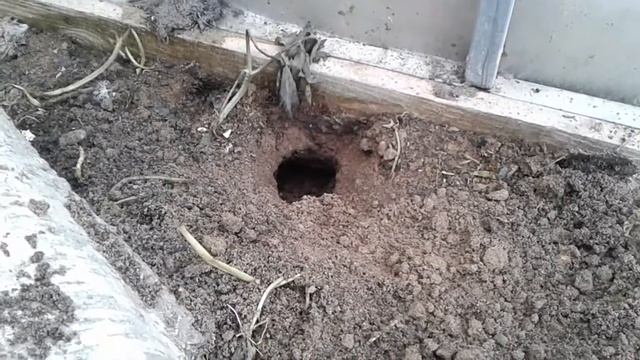 Кто нарыл ходы в теплице? смотреть онлайн