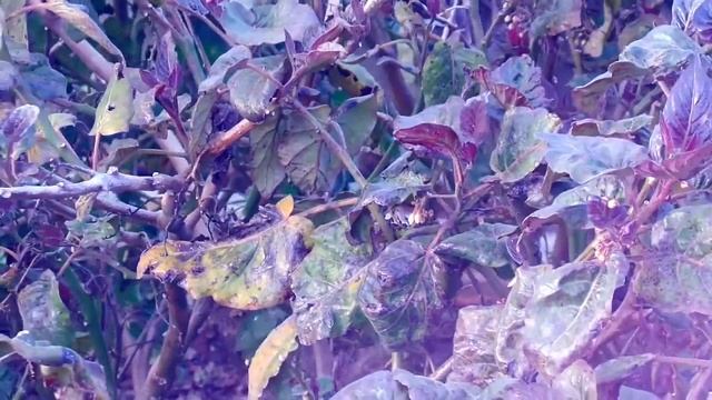 Test Samsung wb350f homemade смотреть онлайн