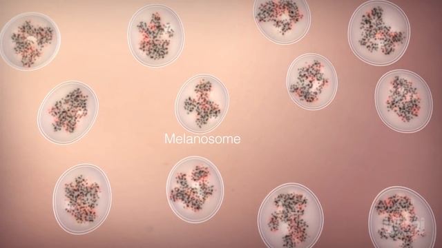 How We Get Our Skin Color | HHMI BioInteractive Video смотреть онлайн