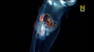 Глубоководная Рыба-удильщик Viasat Nature  HD