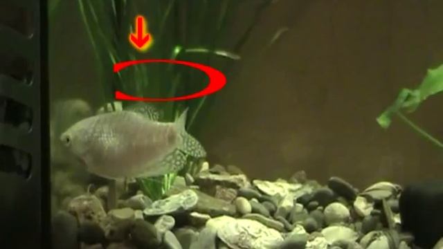 Как отличить самку от самца Гурами смотреть онлайн