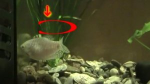 Как отличить самку от самца Гурами