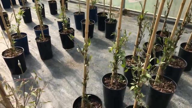 18th March 19 Flower Show Update смотреть онлайн