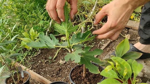 Плодоношение инжира в горшке. Отправка растений. смотреть онлайн