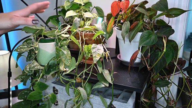 Houseplant Tour Fall 2023 | My Entire Collection | 70 plants; small apartment смотреть онлайн