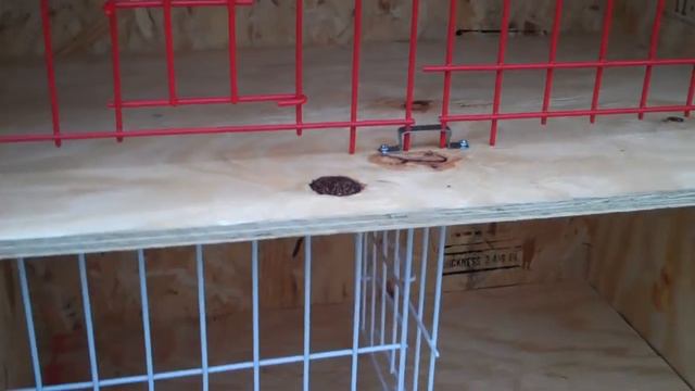 Lavender Hill Lofts; Breeding Boxes, Washington DC смотреть онлайн