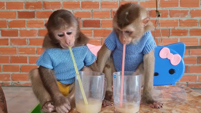 Monkey Asher Expresses Love To Puppy Bibi