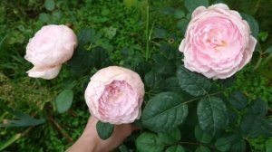 Английская роза Queen of Sweden. Первый год посадки.