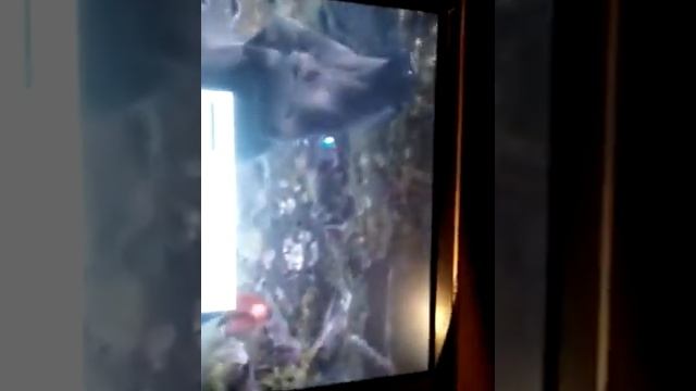 Классные моменты храбрая сердцем извините за некоторые кадры смотреть онлайн