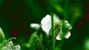 NIKON Z 9 FOREST 08282024