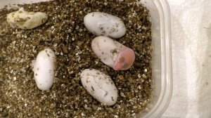 Самое МИЛОЕ ВИДЕО. Рождение эублефара ящерица гекон вылупляется из яйца.