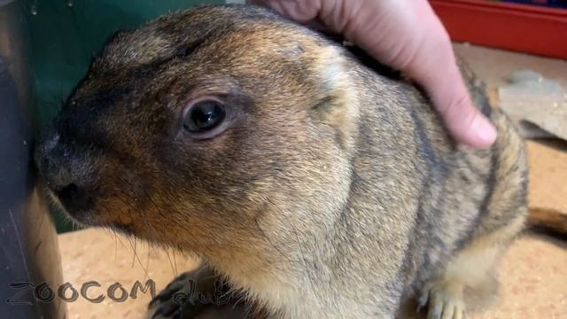 Сурок Сусля снова сбежал. Зачем? смотреть онлайн