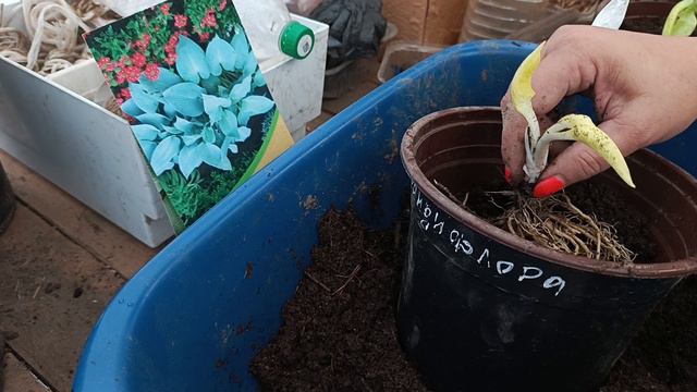 У меня новинки😊 хосты👍 Осень, как сохраняю до весны. смотреть онлайн