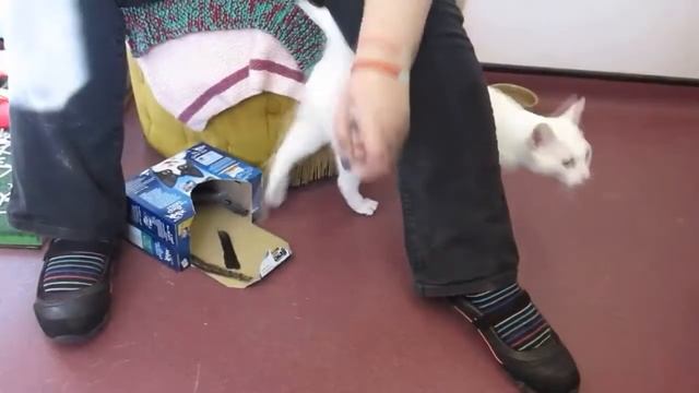 Dunyodagi eng qimmat mushuk zotlari top 5 taligi смотреть онлайн