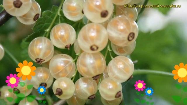 Смородина белая Ютерборгская. Краткий обзор, описание характеристик ribes rubrum Iuterborgskaia смотреть онлайн