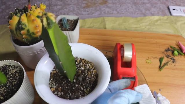 HOW TO GRAFT CACTUS IN EASY WAY | Lovekye 8 смотреть онлайн