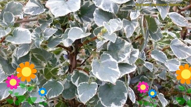 Гортензия черешковая Таке оф чен. Краткий обзор, описание Hydrangea Anomala Take A Chance