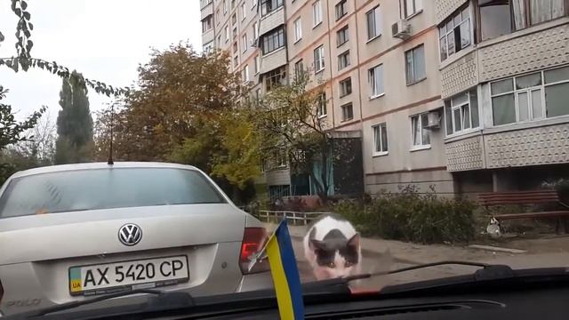 Любопытный кот попал в просак смотреть онлайн