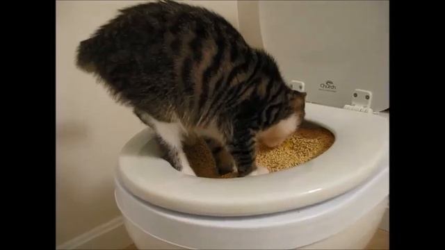 Приучить домашнего кота ходить на унитаз не так уж и сложно. смотреть онлайн