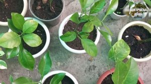 Почему не растет лимон Рост цитрусовых. Жизнь и роль листа