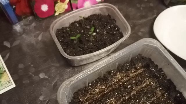 ?Правильная посадка катарантуса семенами.Что нужно учесть? Мои ошибки. смотреть онлайн