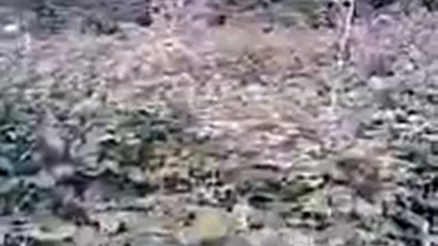 Выращивание клубники и малины смотреть онлайн