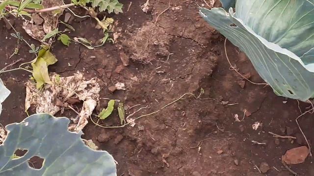 Надо ли убирать на капусте нижние листья? Я делаю так... смотреть онлайн