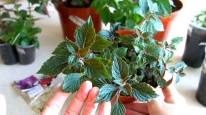 Размножение ахименесов: все методы