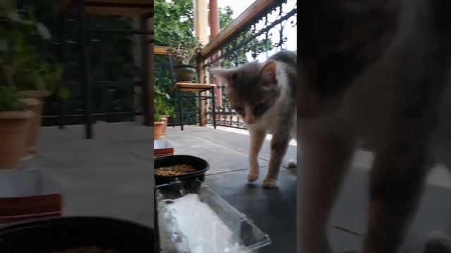 Обед Глазастика. смотреть онлайн