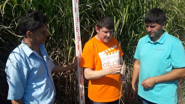 Міскантус - цінна енергетична культура смотреть онлайн