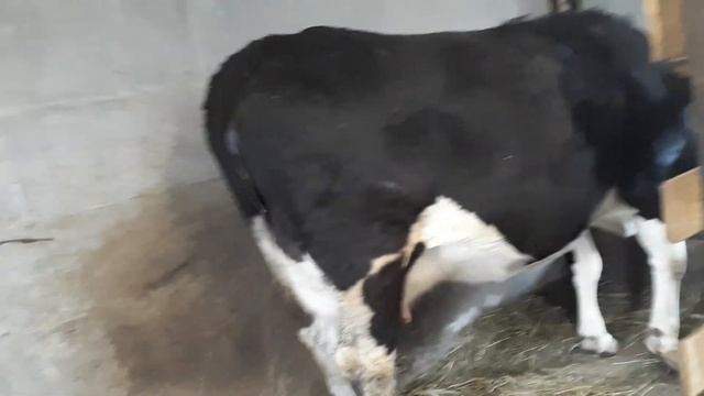 ПРИЗНАКИ СКОРОГО ОТЁЛА У КОРОВЫ, ПРИМЕТЫ (кто будет бычок или тёлочка?). смотреть онлайн