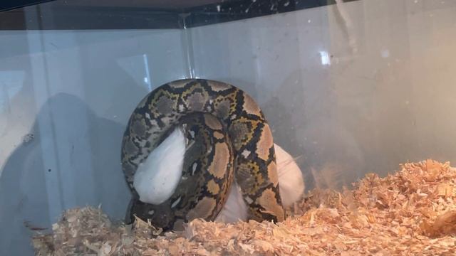Reticulated Python Consumes Live Guinea Pig смотреть онлайн