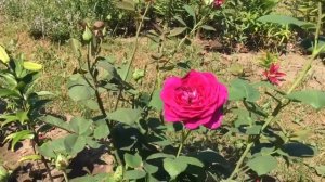 Чайно-гибридная роза Jorianda (Юрианда)