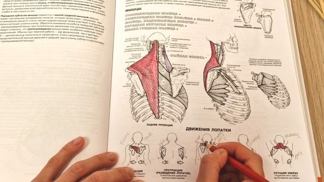АСМР | Изучаем анатомию вместе | Стерео Шёпот | Раскрашивание