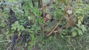 Сорт винограда Лепсна в Ленинградской области. 11.09.2022