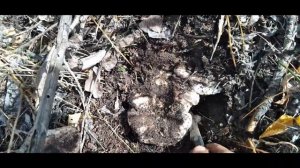 В лес за грибами (Валуи Грузди) сбор грибов