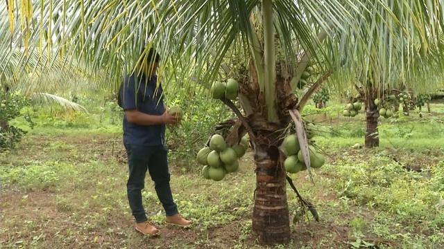 Hechos del Agro - Cosecha de papaya y coco enano смотреть онлайн