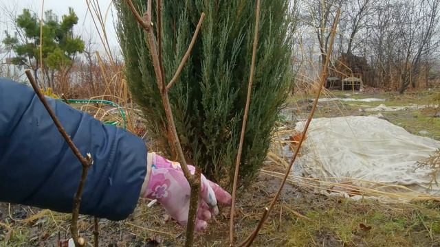 Обрежьте и подкормите так гортензию весной. Размер соцветий вас удивит смотреть онлайн