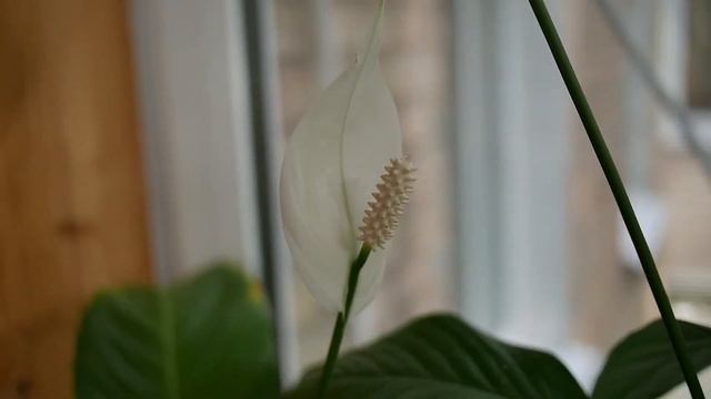 Быстрота автофокуса Panasonic Gx7 Leica 20 mm F1.7 смотреть онлайн