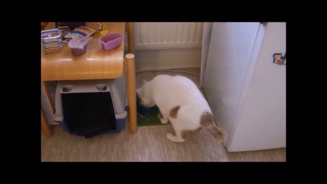 ДОМАШНИЙ КЕФИР на Симбионе  [ALEKSANDR WOLIN]