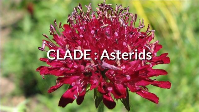 SCIENTIFIC NAME : Knautia Macedonica Flower