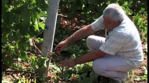 Виноградарство. Осенняя обрезка взрослых растений.