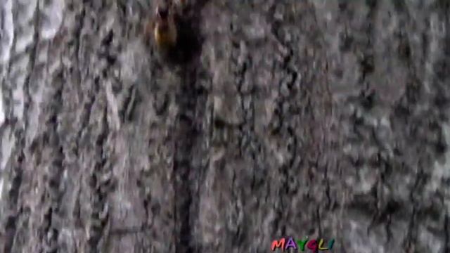 Опасное место в лесу. Осы и осиное гнездо в дереве. смотреть онлайн