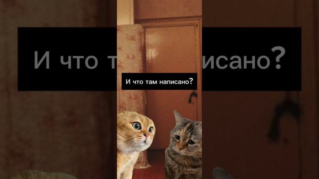 Смешные котики. #смешныеистории #юмор #мемы #смешныекотики смотреть онлайн