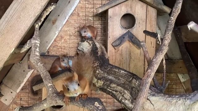 ? Алтайские белки. Бельчата и их содержание, белки на продажу₽₽₽ смотреть онлайн