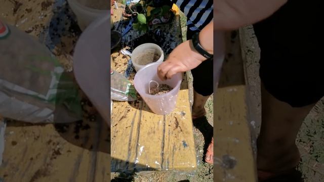 Пересадка лимона в горшок с автополивом (фитильный способ) смотреть онлайн