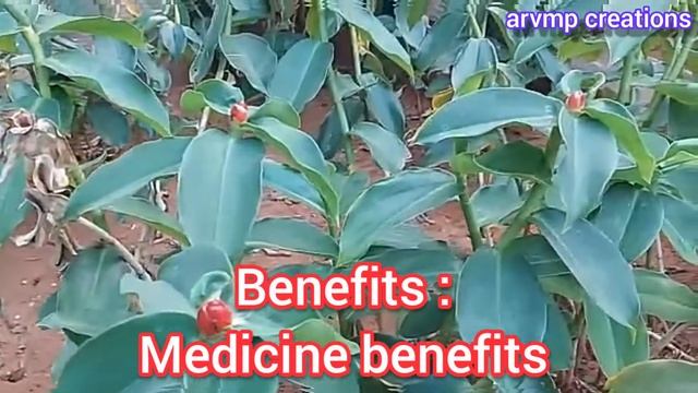 Red Button Ginger Plant...costus woodsonii common name... #arvmpcreations #redbuttonginger смотреть онлайн