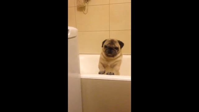 Мопс пытается вылезти из ванной смотреть онлайн