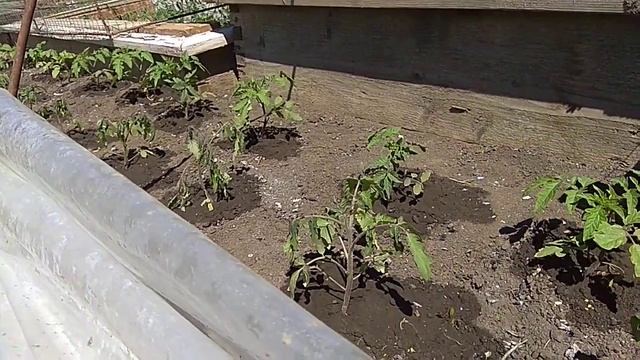 13 мая 2020 томаты и мороз смотреть онлайн