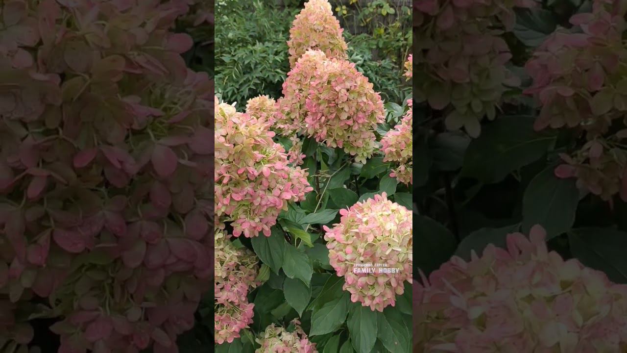 #гортензии # в нашем саду 21 августа смотреть онлайн
